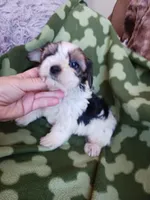 Oreo, a male Yorkshire Terrier for sale in Elizabeth, CO – 2 of 5