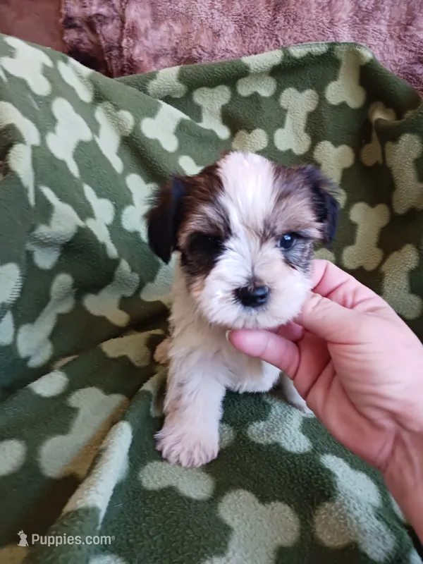 Oreo – Yorkshire Terrier puppy for sale in Elizabeth, CO