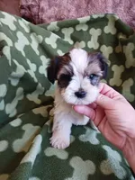 Oreo, a male Yorkshire Terrier for sale in Elizabeth, CO – 1 of 5