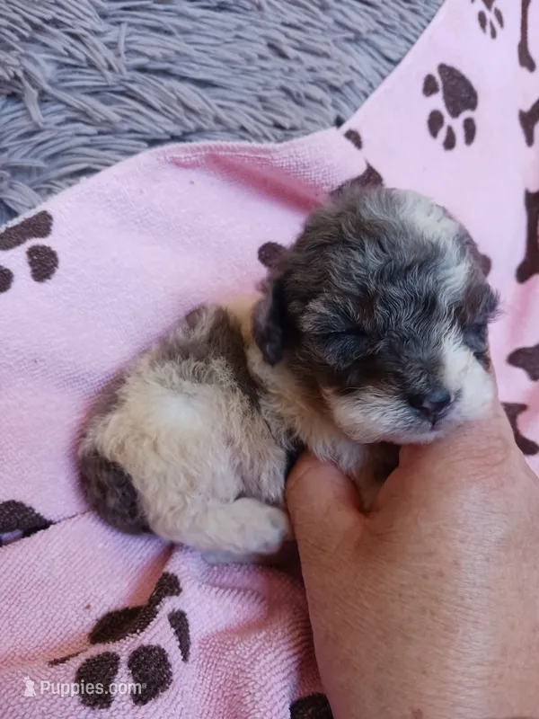 Marley – Poodle - Toy  puppy for sale in Elizabeth, CO
