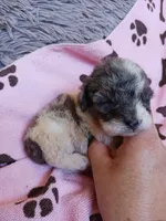 Marley, a female Poodle - Toy  for sale in Elizabeth, CO – 1 of 5