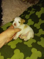 Bently, a male Yorkshire Terrier for sale in Elizabeth, CO – 3 of 4