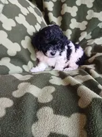 Domino, a male Poodle - Toy  for sale in Elizabeth, CO – 3 of 5