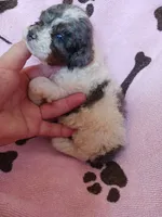 Marley, a female Poodle - Toy  for sale in Elizabeth, CO – 5 of 5