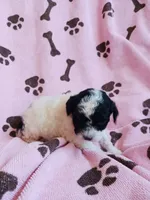 Bella, a female Poodle - Toy  for sale in Elizabeth, CO – 4 of 4