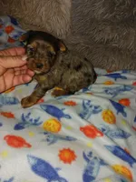 Merlin , a male Yorkshire Terrier for sale in Menifee, CA – Photo 4 of 5