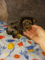 Merlin , a male Yorkshire Terrier for sale in Menifee, CA – Photo 1 of 5