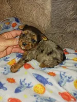 Merlin , a male Yorkshire Terrier for sale in Menifee, CA – Photo 2 of 5