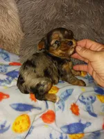 Merlin , a male Yorkshire Terrier for sale in Menifee, CA – Photo 3 of 5