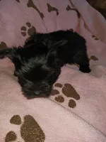 Sweetie, a female Yorkshire Terrier for sale in Sun City, CA – 6 of 6