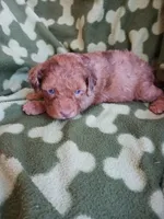 Marble, a male Poodle - Miniature  for sale in Elizabeth, CO – 4 of 4