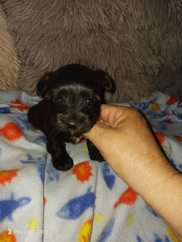 Tiger, a male Yorkshire Terrier for sale in Menifee, CA – Photo 1 of 5