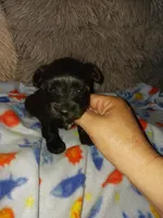 Tiger, a male Yorkshire Terrier for sale in Menifee, CA – Photo 1 of 5