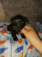 Tiger, a male Yorkshire Terrier for sale in Menifee, CA – Photo 2 of 5