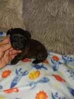 Tiger, a male Yorkshire Terrier for sale in Menifee, CA – Photo 3 of 5