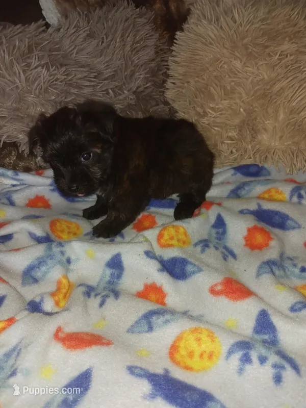 Tiger – Yorkshire Terrier puppy for sale in Menifee, CA