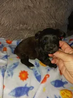 Tiger, a male Yorkshire Terrier for sale in Menifee, CA – Photo 4 of 5