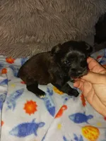 Tiger, a male Yorkshire Terrier for sale in Menifee, CA – Photo 5 of 5