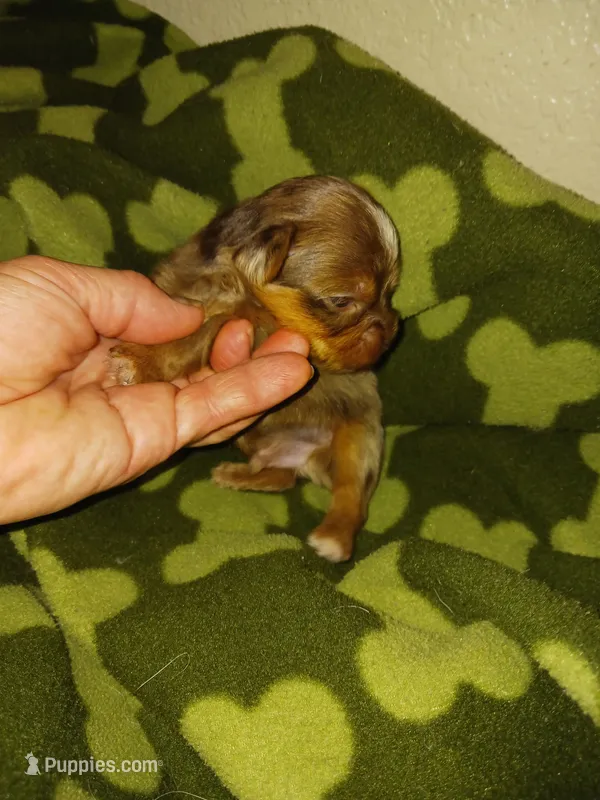 MARBLE – Yorkshire Terrier puppy for sale in Elizabeth, CO