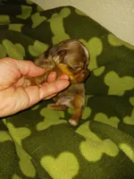 MARBLE, a male Yorkshire Terrier for sale in Elizabeth, CO – 1 of 3
