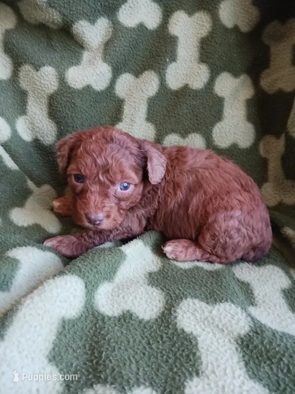 Baxter – Poodle - Toy  puppy on hold in Elizabeth, CO