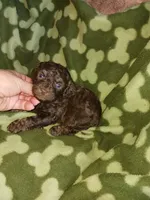 Smores, a male Poodle - Toy  for sale in Elizabeth, CO – 4 of 5