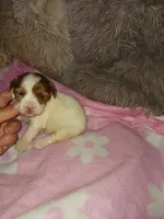 Sable, a female Yorkshire Terrier for sale in Menifee, CA – Photo 4 of 4