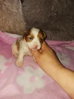 Sable, a female Yorkshire Terrier for sale in Menifee, CA – Photo 2 of 4