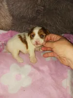 Sable, a female Yorkshire Terrier for sale in Menifee, CA – Photo 1 of 4