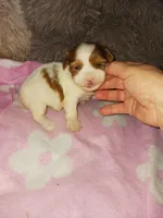 Sable, a female Yorkshire Terrier for sale in Menifee, CA – Photo 3 of 4