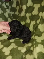 Max, a male Poodle - Toy  for sale in Elizabeth, CO – 4 of 4