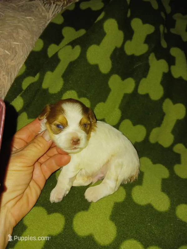Sam – Yorkshire Terrier puppy for sale in Elizabeth, CO