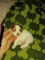 Sam, a male Yorkshire Terrier for sale in Elizabeth, CO – 1 of 5