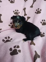 Sadie, a female Yorkshire Terrier for sale in Elizabeth, CO – 3 of 4