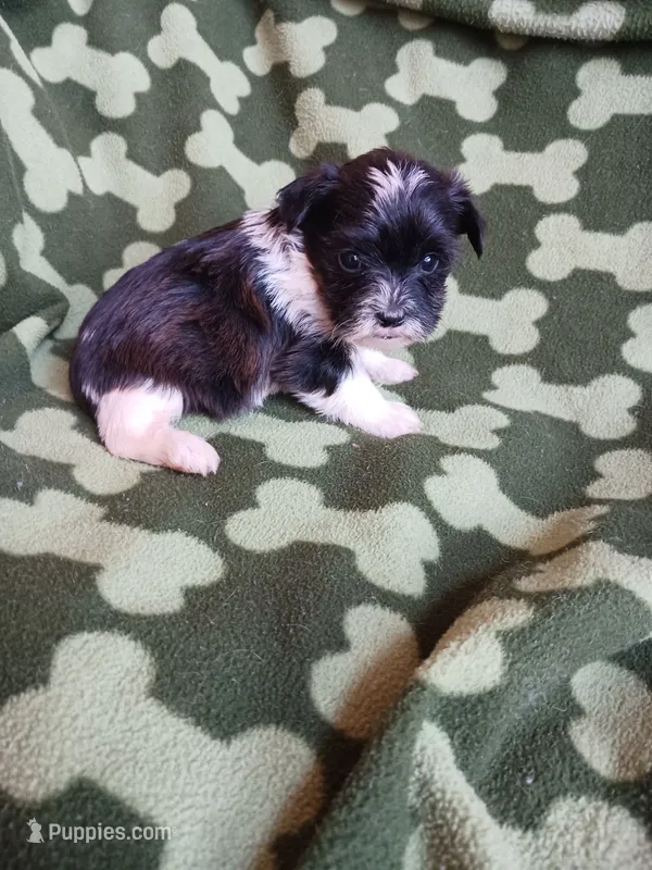 Oreo – Yorkshire Terrier puppy for sale in Elizabeth, CO