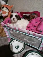 Sophie, a female Yorkshire Terrier for sale in Elizabeth, CO – 3 of 4