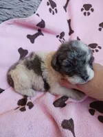Marley, a female Poodle - Toy  for sale in Elizabeth, CO – 3 of 5