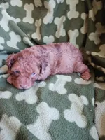 Marble, a male Poodle - Miniature  for sale in Elizabeth, CO – 3 of 4