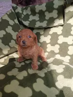 Rudy, a male Poodle - Miniature  for sale in Elizabeth, CO – 3 of 4
