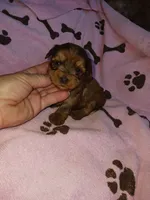 Carmella, a female Yorkshire Terrier for sale in Elizabeth, CO – 4 of 4