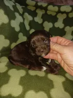 Hershy, a male Yorkshire Terrier for sale in Elizabeth, CO – 4 of 5