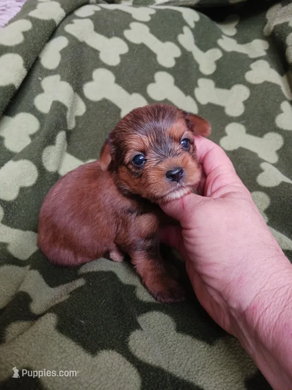 Bently – Yorkshire Terrier puppy for sale in Elizabeth, CO