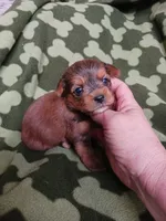Bently, a male Yorkshire Terrier for sale in Elizabeth, CO – 1 of 3