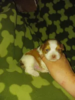 Sam, a male Yorkshire Terrier for sale in Elizabeth, CO – 4 of 5
