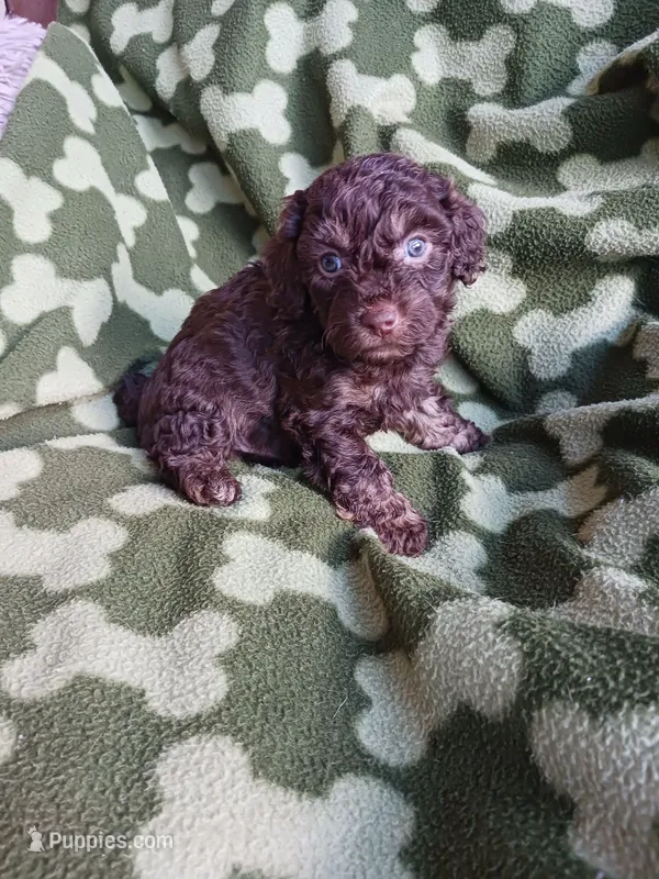 Smores – Poodle - Toy  puppy on hold in Elizabeth, CO