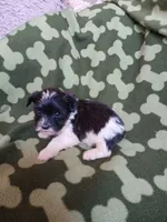 Oreo, a male Yorkshire Terrier for sale in Elizabeth, CO – 2 of 4