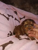 Carmella, a female Yorkshire Terrier for sale in Elizabeth, CO – 2 of 4