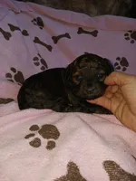 Mia, a female Poodle - Miniature  for sale in Elizabeth, CO – 2 of 3