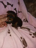 Precious, a female Yorkshire Terrier for sale in Elizabeth, CO – 2 of 4