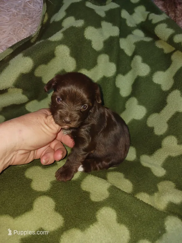 Hershy – Yorkshire Terrier puppy for sale in Elizabeth, CO
